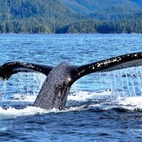 Private Sightseeing Tours