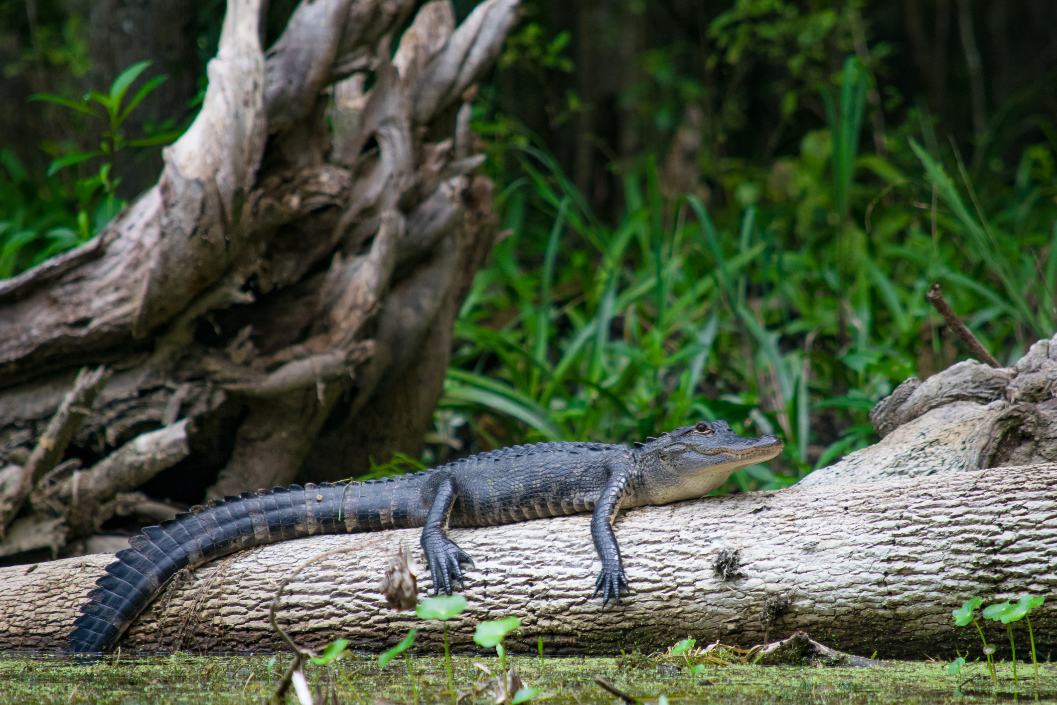 The Best New Orleans Swamp Tour Experiences (Updated October 2026)
