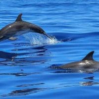 Nature & Wildlife