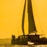 Dolphin & Whale Watching