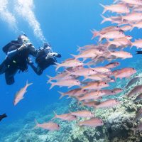 Scuba Instruction