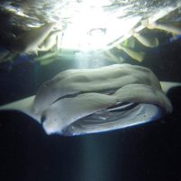 Swim with Dolphins