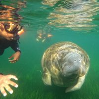 Snorkeling
