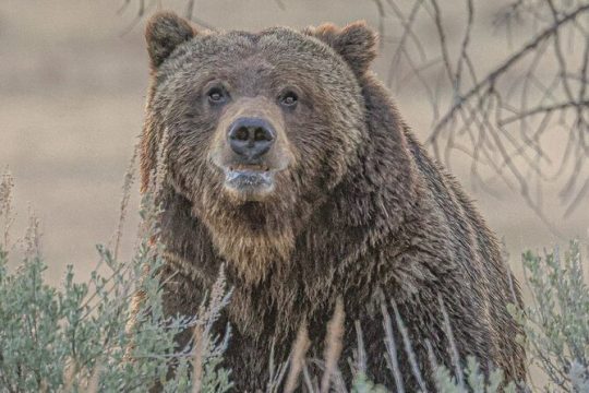 Valentine's Day in West Yellowstone