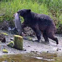 Nature & Wildlife