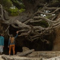 Bus & Minivan Tours