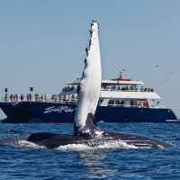 Holiday & Seasonal Tours