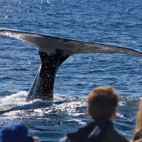 Boat Tours