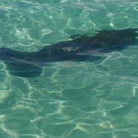 Swim with Dolphins