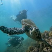 Scuba Diving
