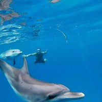 Cruises, Sailing & Water Tours