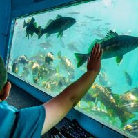 Boat Tours