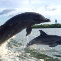Ports of Call Tours