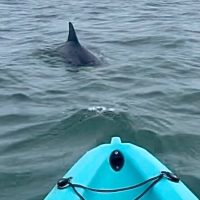 Dolphin & Whale Watching
