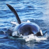 Dolphin & Whale Watching
