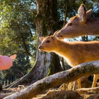 Private Sightseeing Tours