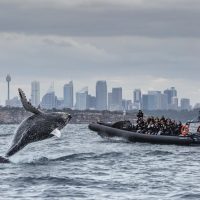 Dolphin & Whale Watching