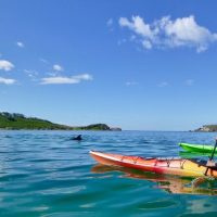 Boat Tours