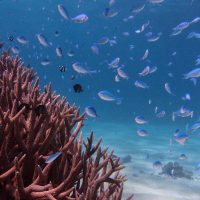 Cruises, Sailing & Water Tours