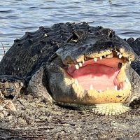 Safaris