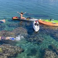 Dolphin & Whale Watching
