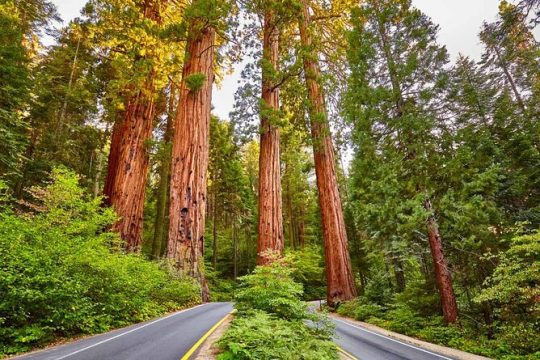 New Year’s Eve in Sequoia and Kings Canyon National Park