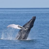 Luxury Tours
