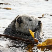 Cruises, Sailing & Water Tours