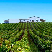 Wine Tasting & Winery Tours