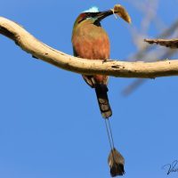 Nature & Wildlife