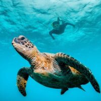 Snorkeling