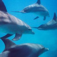 Snorkeling