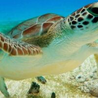 Boat Tours