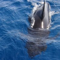 Fishing Charters & Tours