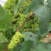 Wine Tasting & Winery Tours