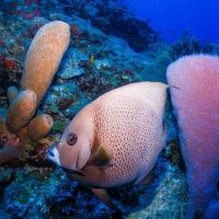Snorkeling
