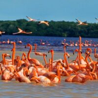 Boat Tours