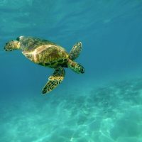 Snorkeling