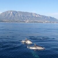 Catamaran Cruises