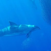 Cruises, Sailing & Water Tours