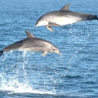 Swim with Dolphins