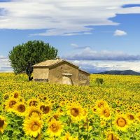 Half-day Tours
