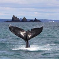 Luxury Tours