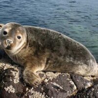 Cruises, Sailing & Water Tours