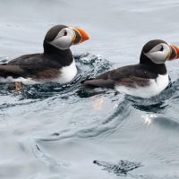 Holiday & Seasonal Tours