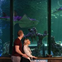 Attraction Tickets