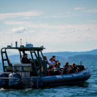 Dolphin & Whale Watching