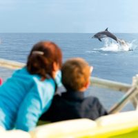 Dolphin & Whale Watching