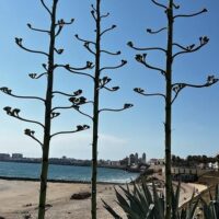 Walking Tours