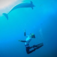 Dolphin & Whale Watching